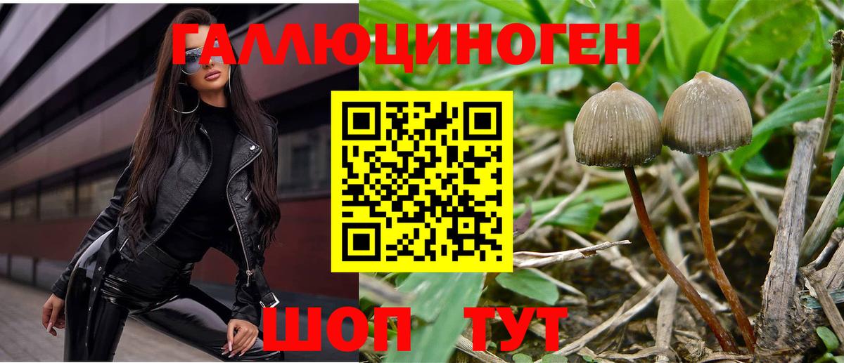 наркотики  Вход с VPN  Кондопога  Галлюциногенные грибы Psilocybe 